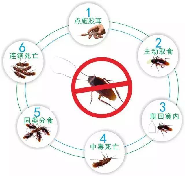 濟南專業滅蟑螂公司