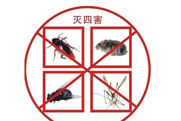 專業滅蟑螂公司科霖特消滅蟑螂有妙招