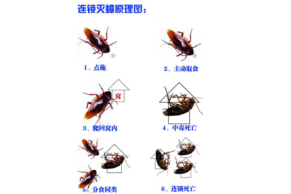 專業滅蟑螂公司科霖特告訴您為什么蟑螂總打不死?